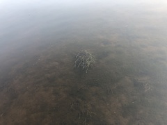 Potamogeton foliosus