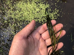 Potamogeton foliosus