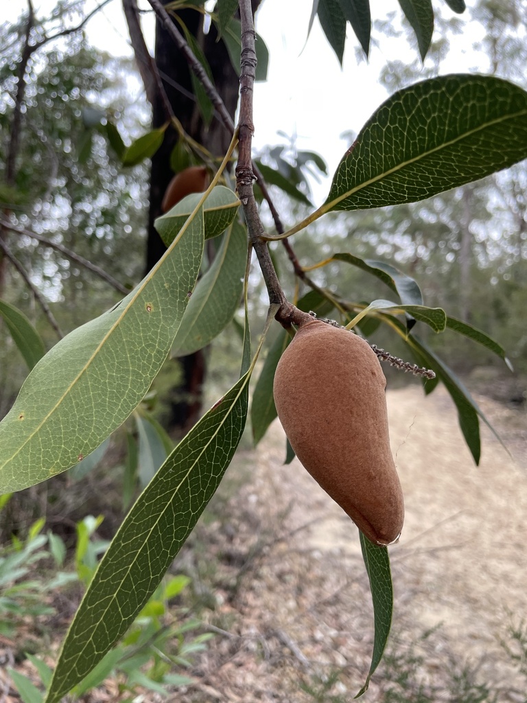 Woody Pear