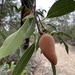 Woody Pear - Photo (c) jen_w1, some rights reserved (CC BY-NC)
