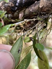 Lepanthes monoptera