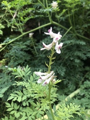 Corydalis caseana