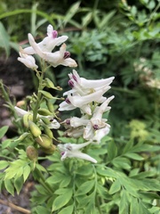 Corydalis caseana