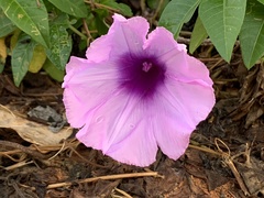 Ipomoea cairica