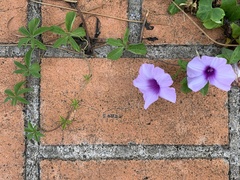 Ipomoea cairica