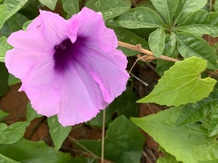 Ipomoea cairica