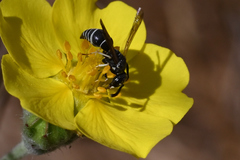 Stenodynerus blandus