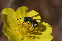 Stenodynerus blandus