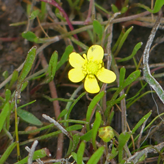 Ranunculus flammula ovalis