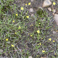 Ranunculus flammula ovalis