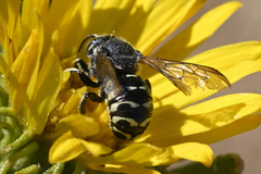 Dianthidium subparvum