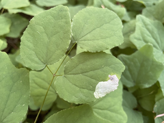 Phytomyza vancouveriella