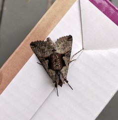 Autographa ampla