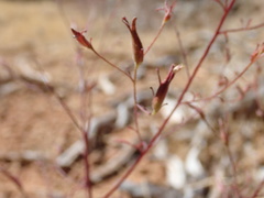 Cordylanthus tenuis brunneus