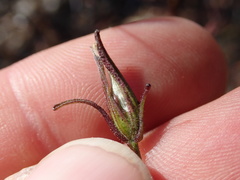 Cordylanthus tenuis brunneus