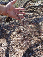 Cordylanthus tenuis brunneus