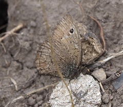 Cercyonis oetus