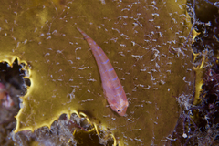 Cochleoceps orientalis