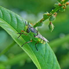 Hedriodiscus truquii