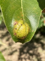 Taphrina populi-salicis