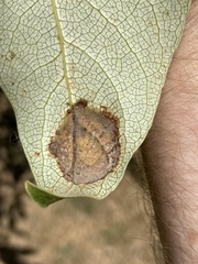 Taphrina populi-salicis