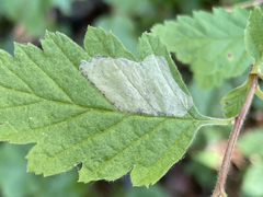 Phyllonorycter holodisci
