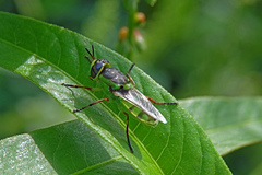 Hedriodiscus truquii