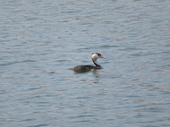 Podiceps cristatus