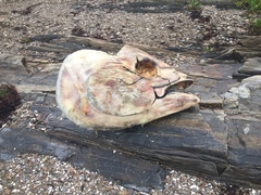 Thunnus