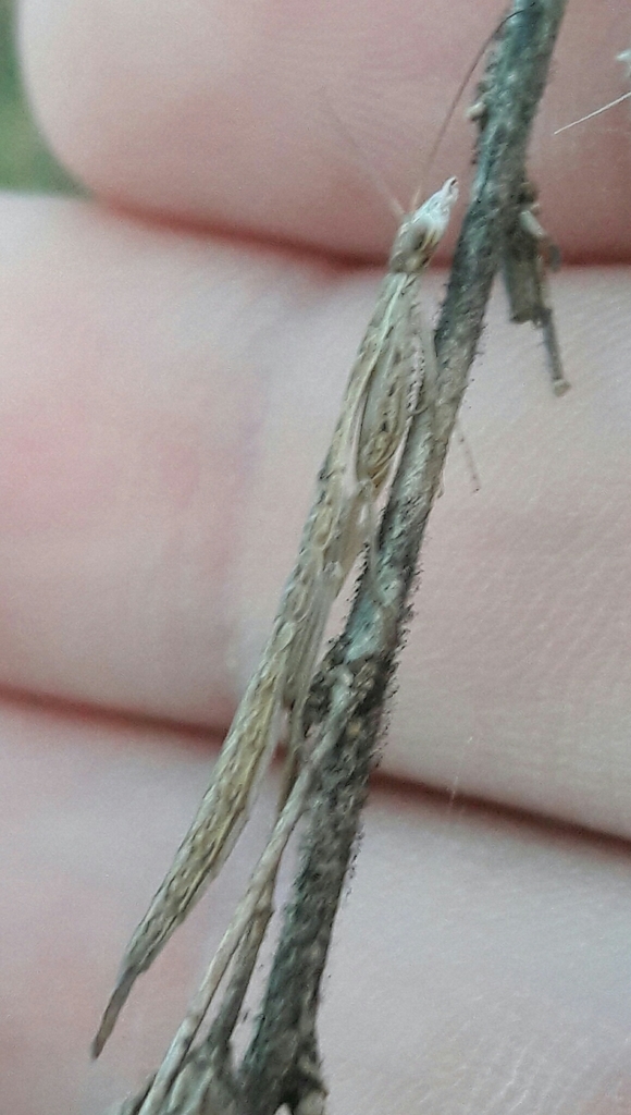 Orthoderella major