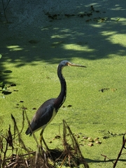 Egretta tricolor