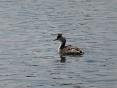 Podiceps cristatus