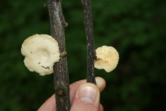 Neofavolus americanus