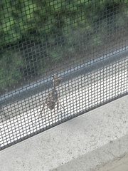 Dicromantispa interrupta