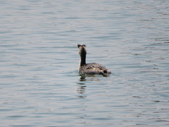 Podiceps cristatus
