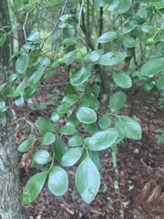 Vaccinium arboreum