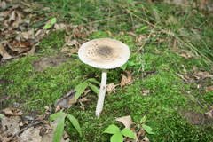 Amanita ceciliae