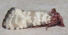 Platphalonidia lavana