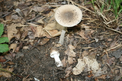 Amanita ceciliae