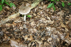 Amanita ceciliae