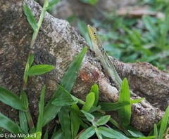 Anolis roquet salinei