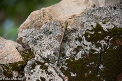 Anolis roquet salinei