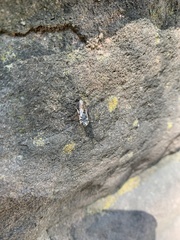 Coelioxys octodentatus