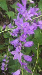 Campanula rapunculoides