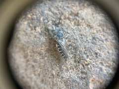 Coelioxys octodentatus