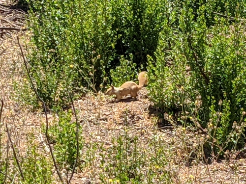 iNaturalist observation photo of Holarctic Ground Squirrels
