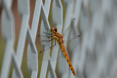 Sympetrum frequens