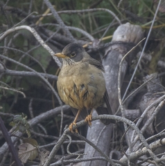 Turdus falcklandii magellanicus