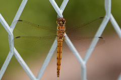 Sympetrum frequens