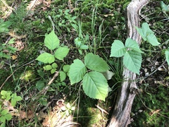 Rubus aboriginum